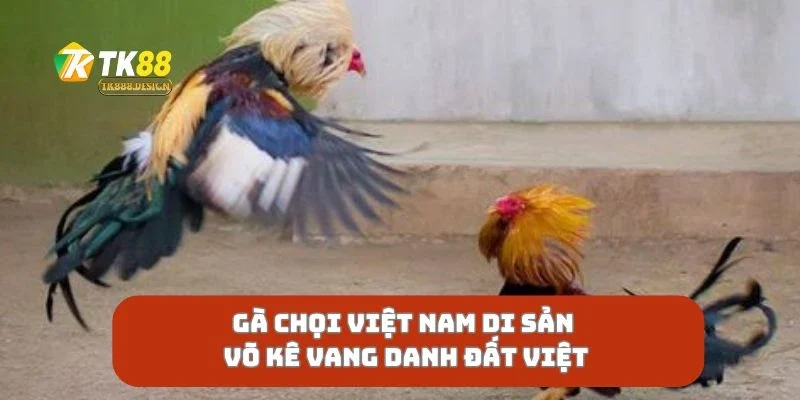 Gà Chọi Việt Nam Di Sản Võ Kê Vang Danh Đất Việt